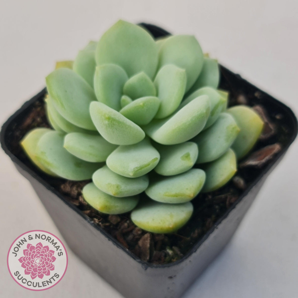 Graptoveria 'Jade Ruyi'