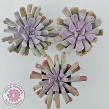 Load image into Gallery viewer, Graptoveria Topsy Debbie &#39;Lilac Spoons&#39;
