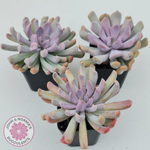 Load image into Gallery viewer, Graptoveria Topsy Debbie &#39;Lilac Spoons&#39;
