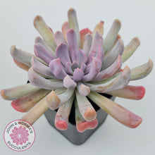 Load image into Gallery viewer, Graptoveria Topsy Debbie &#39;Lilac Spoons&#39;
