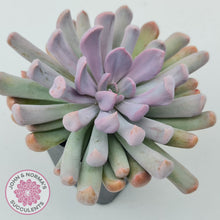 Load image into Gallery viewer, Graptoveria Topsy Debbie &#39;Lilac Spoons&#39;
