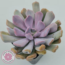 Load image into Gallery viewer, Graptoveria Topsy Debbie &#39;Lilac Spoons&#39;
