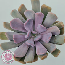 Load image into Gallery viewer, Graptoveria Topsy Debbie &#39;Lilac Spoons&#39;
