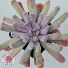 Load image into Gallery viewer, Graptoveria Topsy Debbie &#39;Lilac Spoons&#39;
