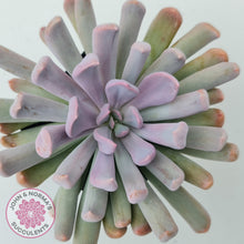 Load image into Gallery viewer, Graptoveria Topsy Debbie &#39;Lilac Spoons&#39;
