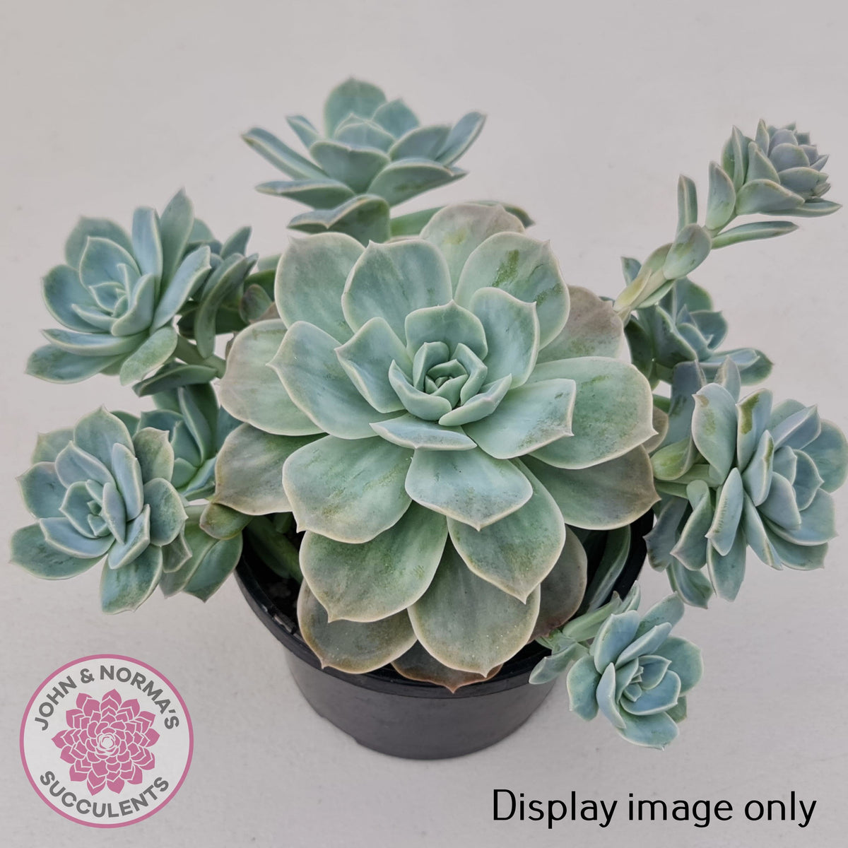 Graptoveria 'Lovely Rose' Monstrose