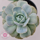 Graptoveria 'Lovely Rose' Monstrose
