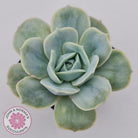 Graptoveria 'Lovely Rose' Monstrose
