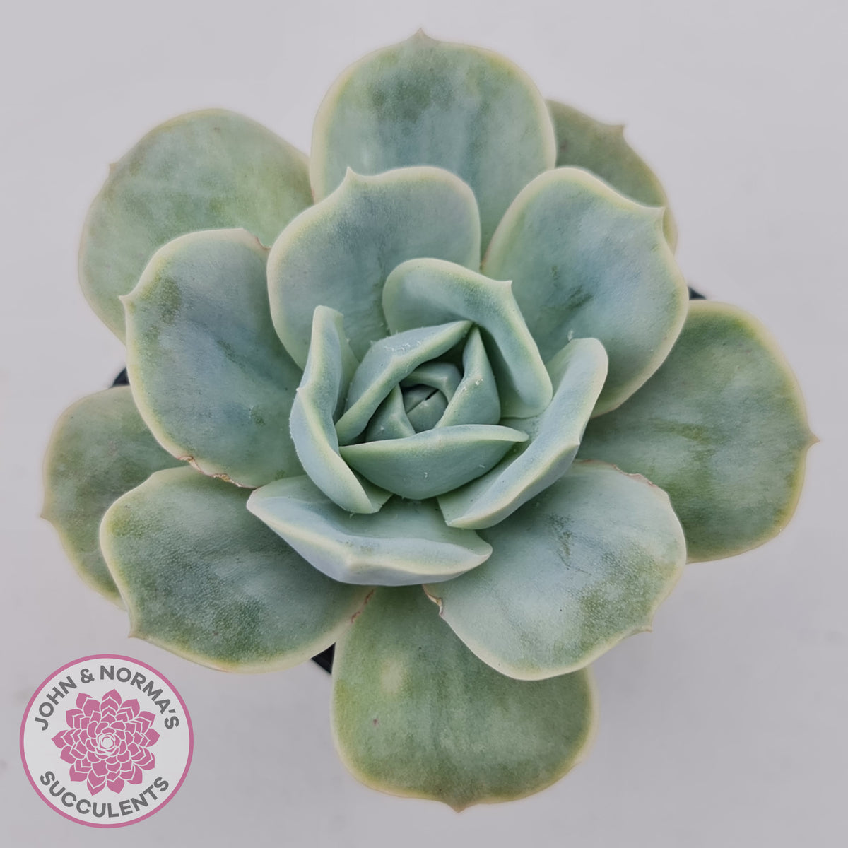 Graptoveria 'Lovely Rose' Monstrose