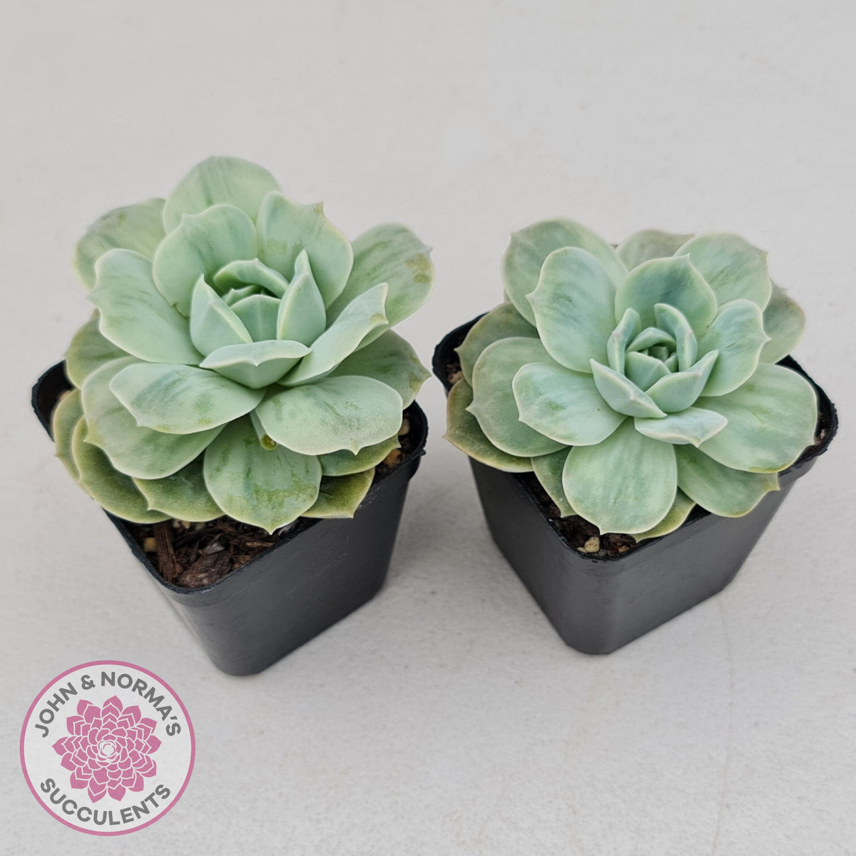 Graptoveria 'Lovely Rose' Monstrose