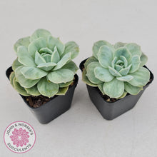 Load image into Gallery viewer, Graptoveria Lovely Rose Monstrose - John &amp; Norma&#39;s Succulents
