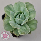Graptoveria 'Lovely Rose' Monstrose