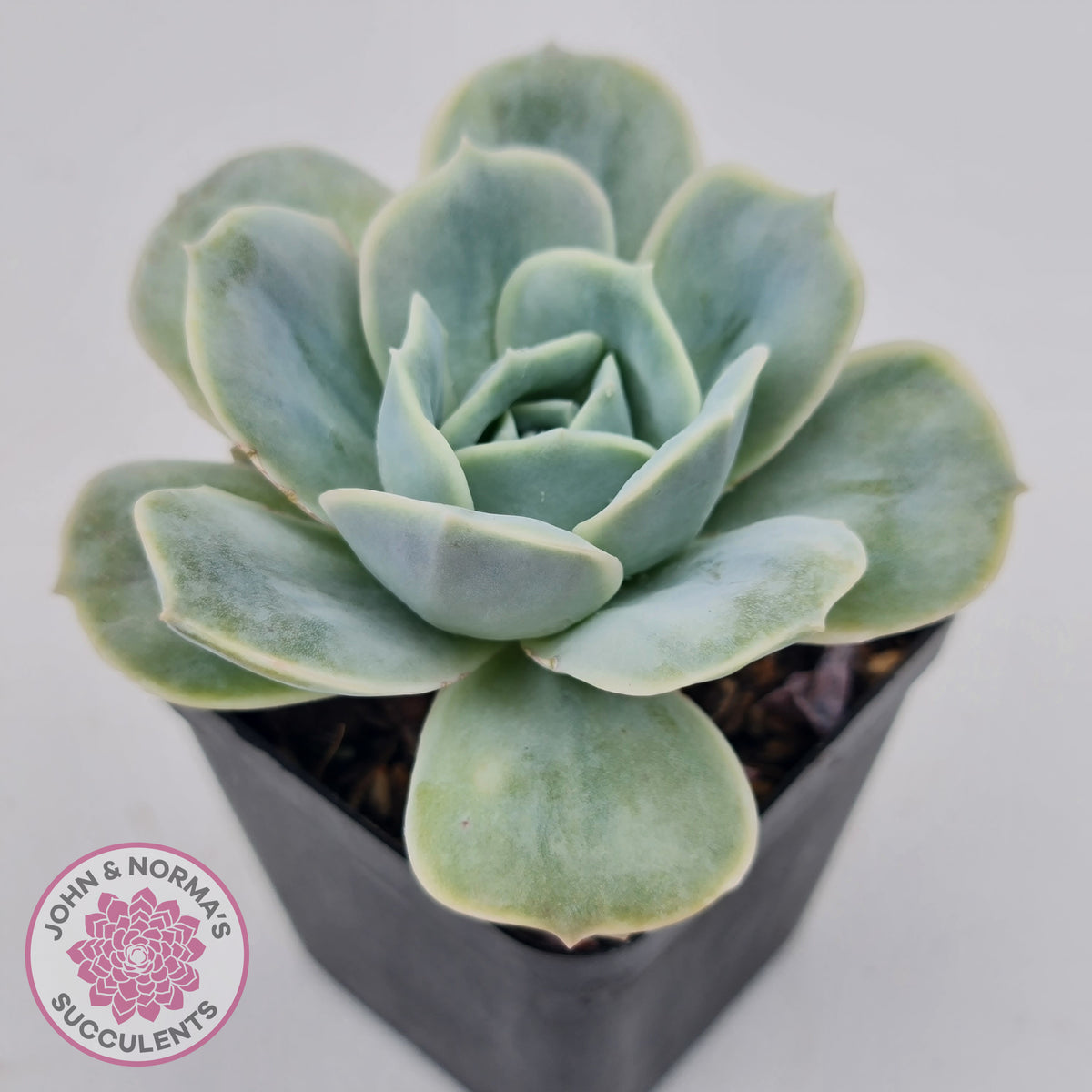 Graptoveria 'Lovely Rose' Monstrose