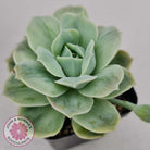 Graptoveria 'Lovely Rose' Monstrose