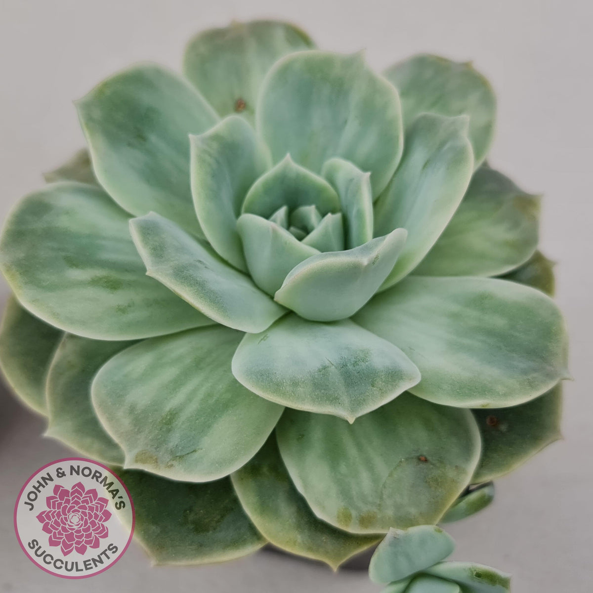 Graptoveria 'Lovely Rose' Monstrose