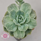 Graptoveria 'Lovely Rose' Monstrose
