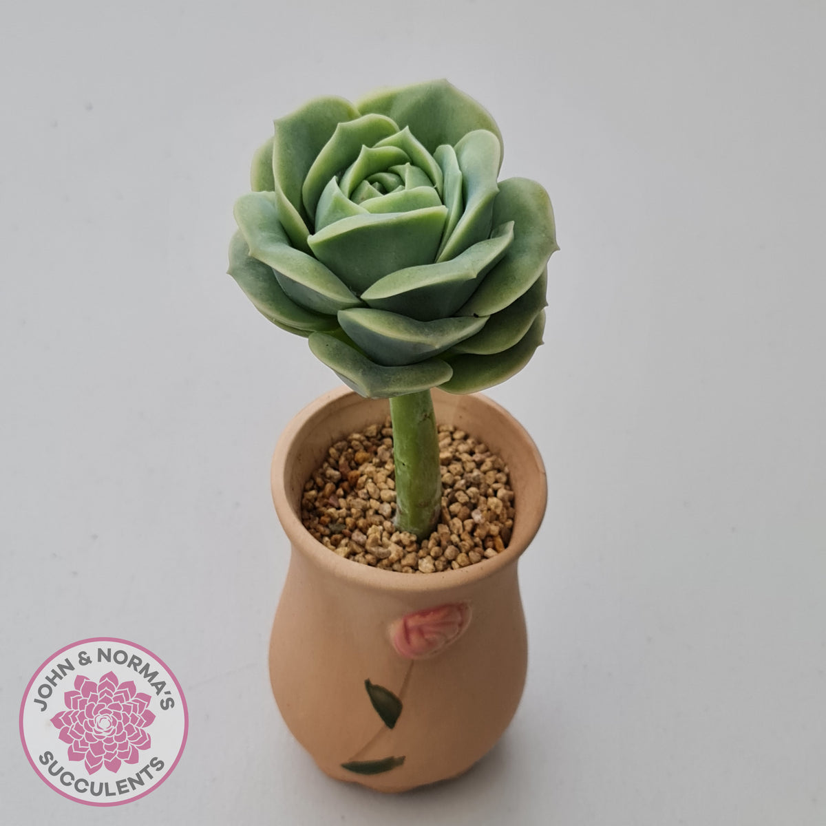Graptoveria Lovely Rose