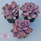 Graptoveria Mrs Richards Variegata