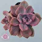Graptoveria Mrs Richards Variegata