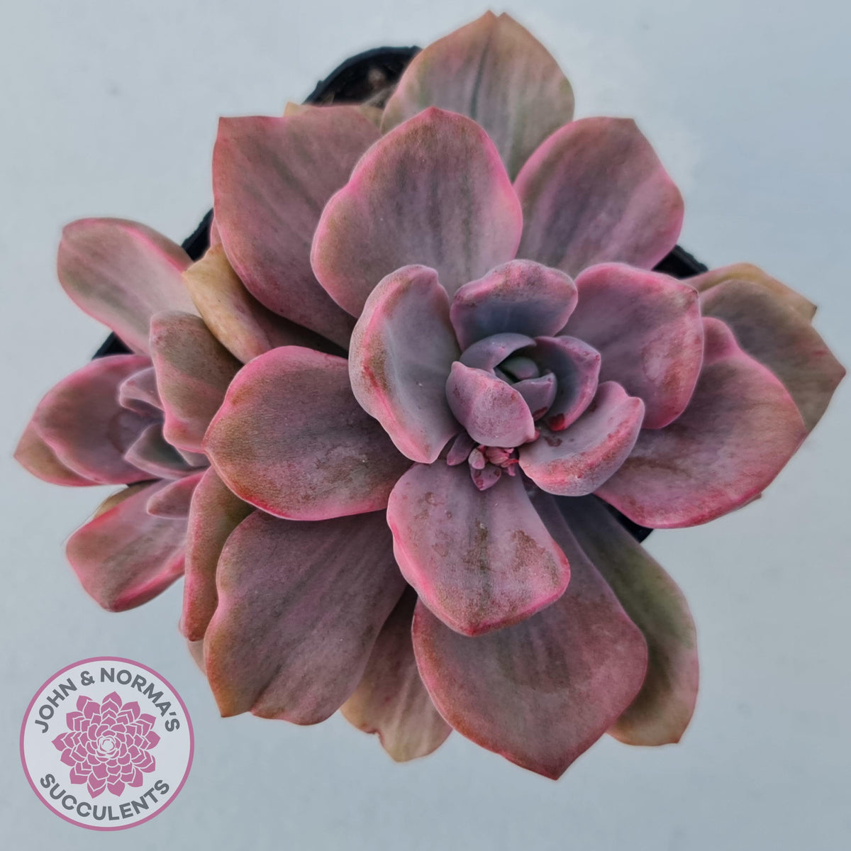 Graptoveria Mrs Richards Variegata