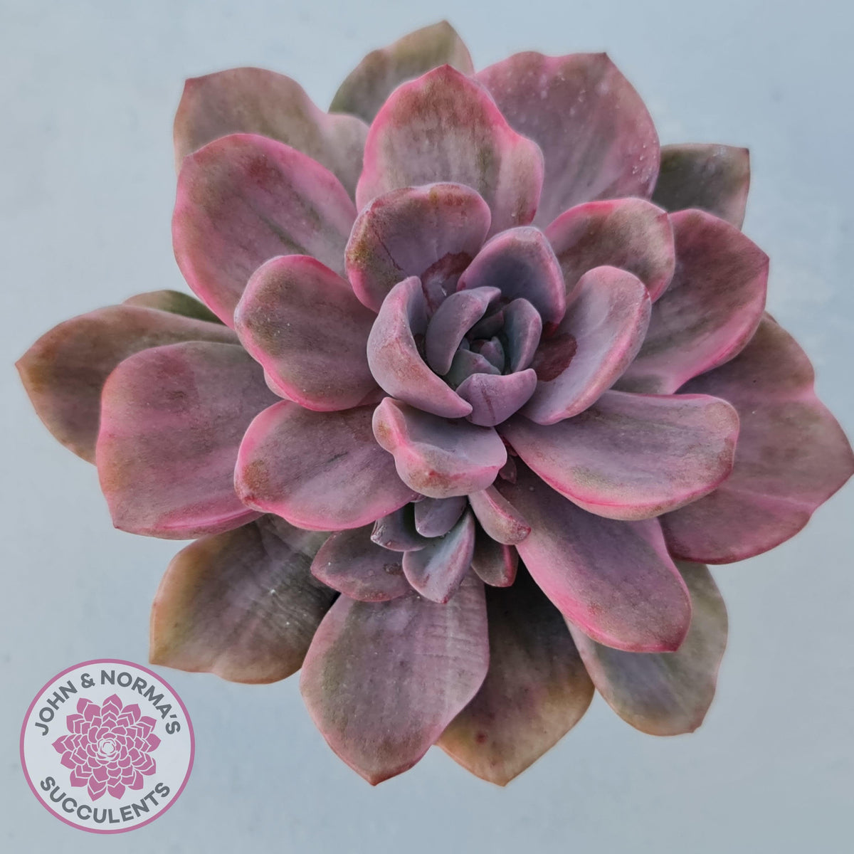 Graptoveria Mrs Richards Variegata