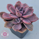 Graptoveria Mrs Richards Variegata