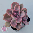 Graptoveria Mrs Richards Variegata