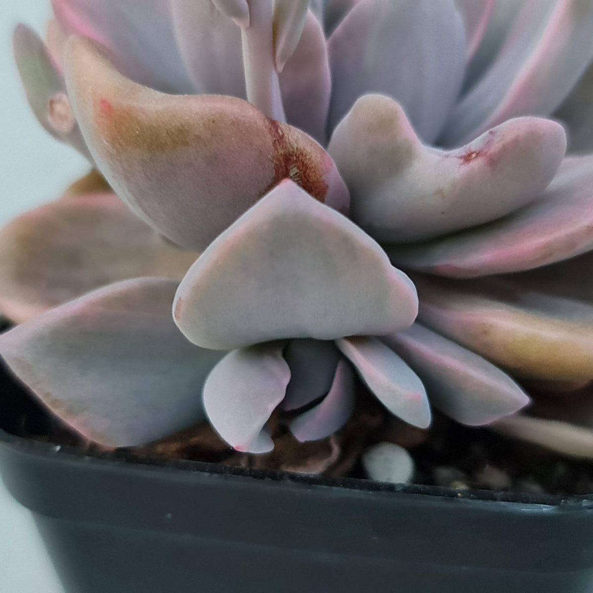 Graptoveria Mrs Richards Variegata