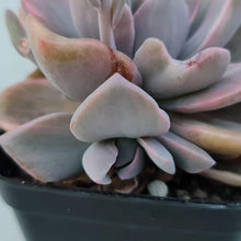 Load image into Gallery viewer, Graptoveria Mrs Richards Variegata - John &amp; Norma&#39;s Succulents
