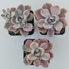 Graptoveria Mrs Richards Variegata