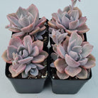 Graptoveria Mrs Richards Variegata