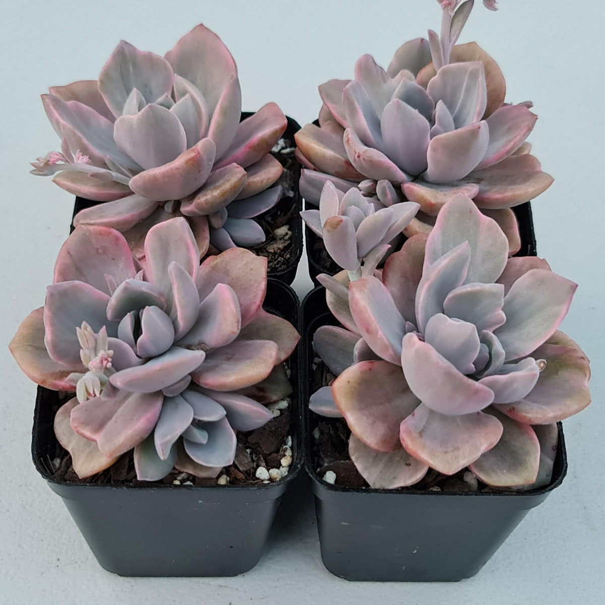 Graptoveria Mrs Richards Variegata
