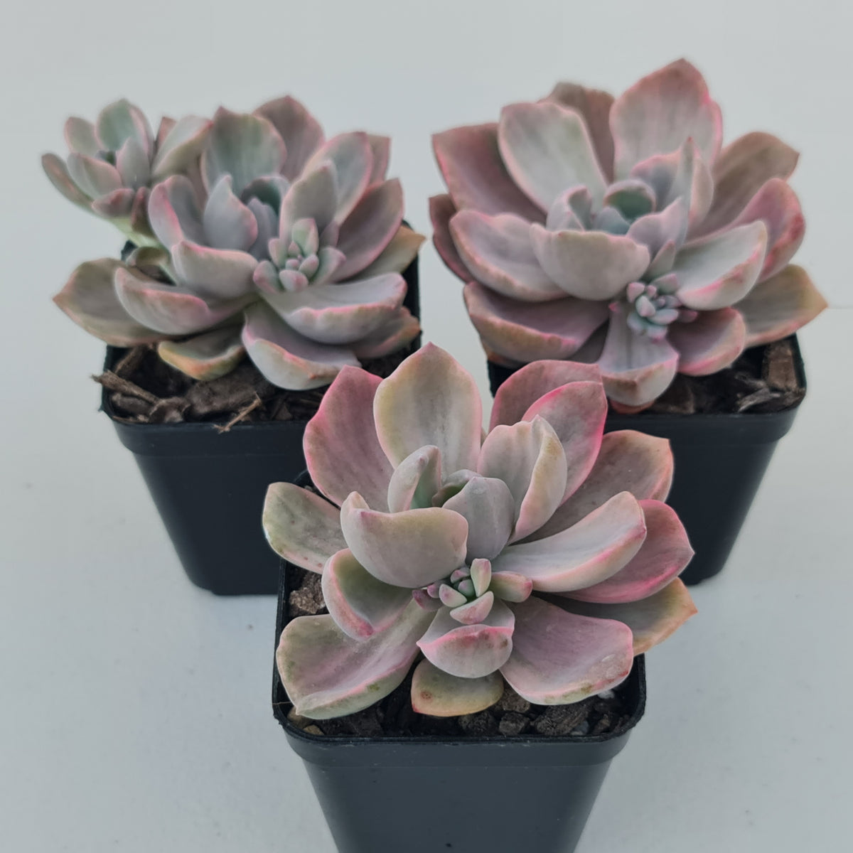Graptoveria Mrs Richards Variegata