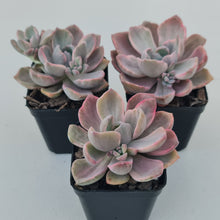 Load image into Gallery viewer, Graptoveria Mrs Richards Variegata (w pups)
