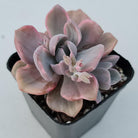 Graptoveria Mrs Richards Variegata
