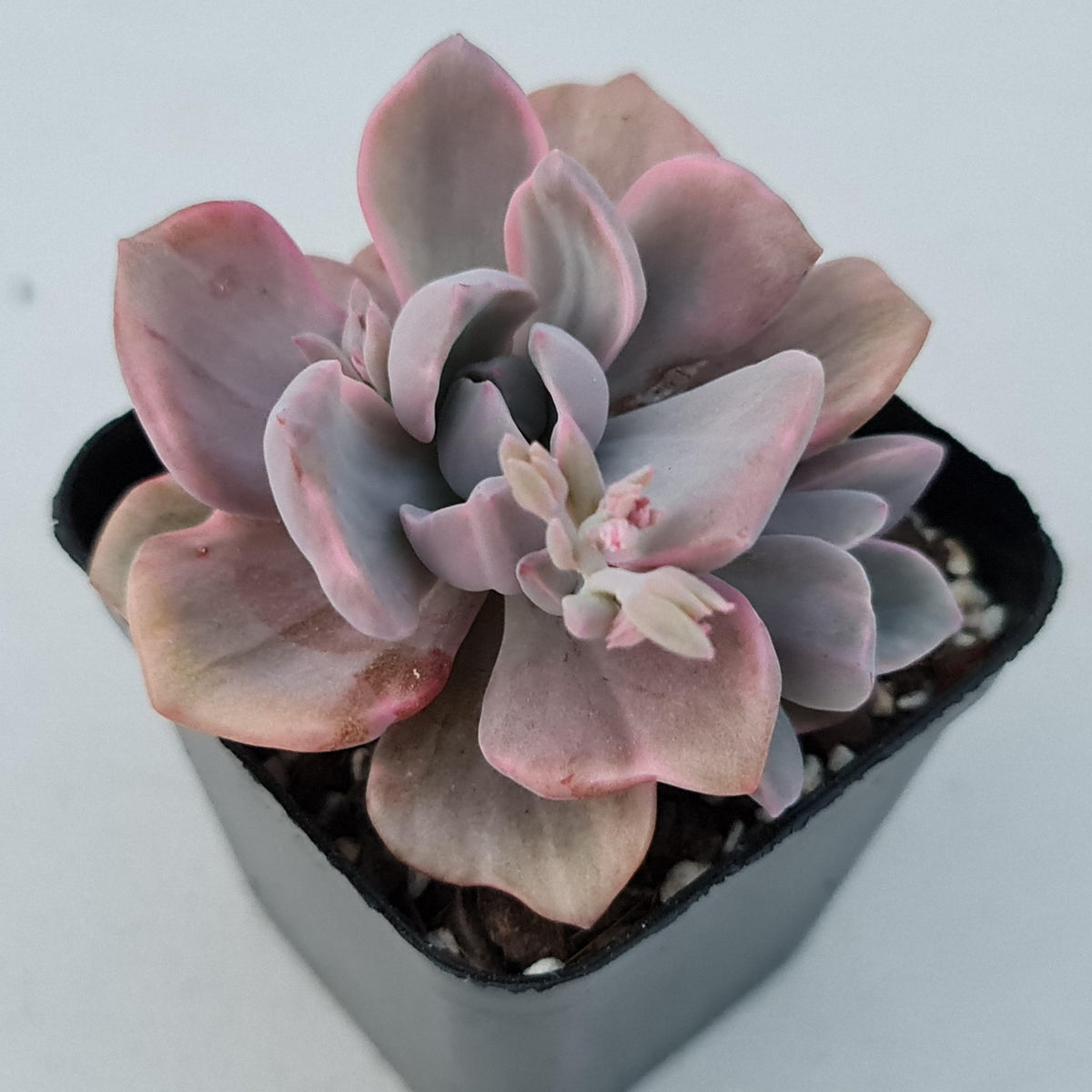 Graptoveria Mrs Richards Variegata