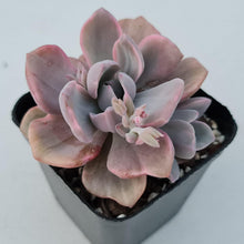Load image into Gallery viewer, Graptoveria Mrs Richards Variegata - John &amp; Norma&#39;s Succulents

