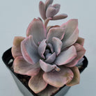 Graptoveria Mrs Richards Variegata