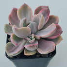 Graptoveria Mrs Richards Variegata