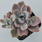 Graptoveria Mrs Richards Variegata