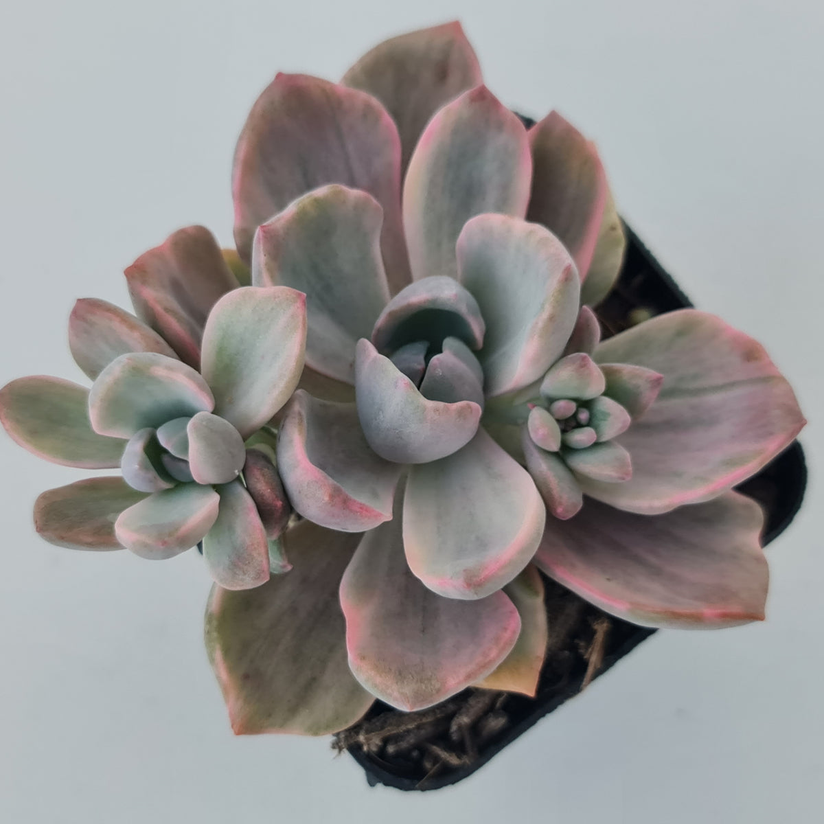 Graptoveria Mrs Richards Variegata