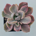Graptoveria Mrs Richards Variegata