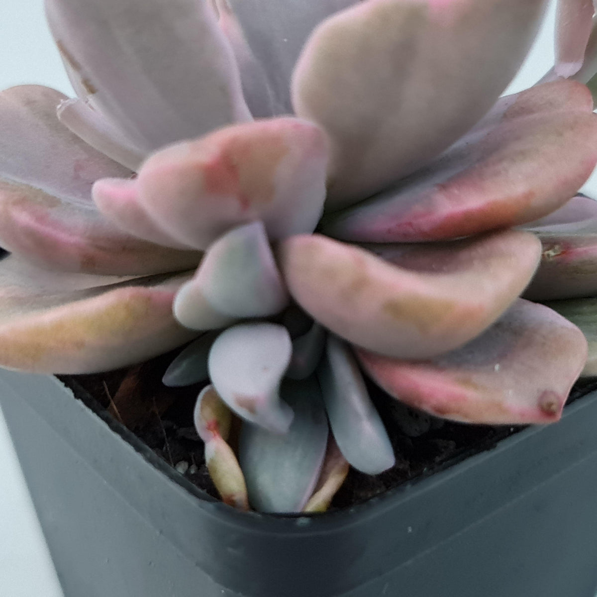Graptoveria Mrs Richards Variegata