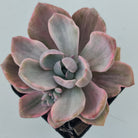 Graptoveria Mrs Richards Variegata