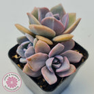 Graptoveria Mrs Richards Variegata