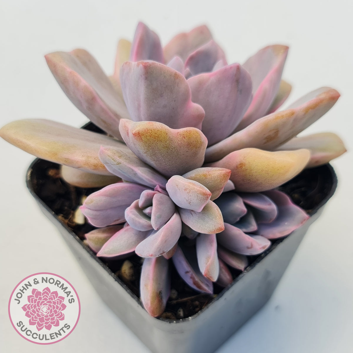 Graptoveria Mrs Richards Variegata