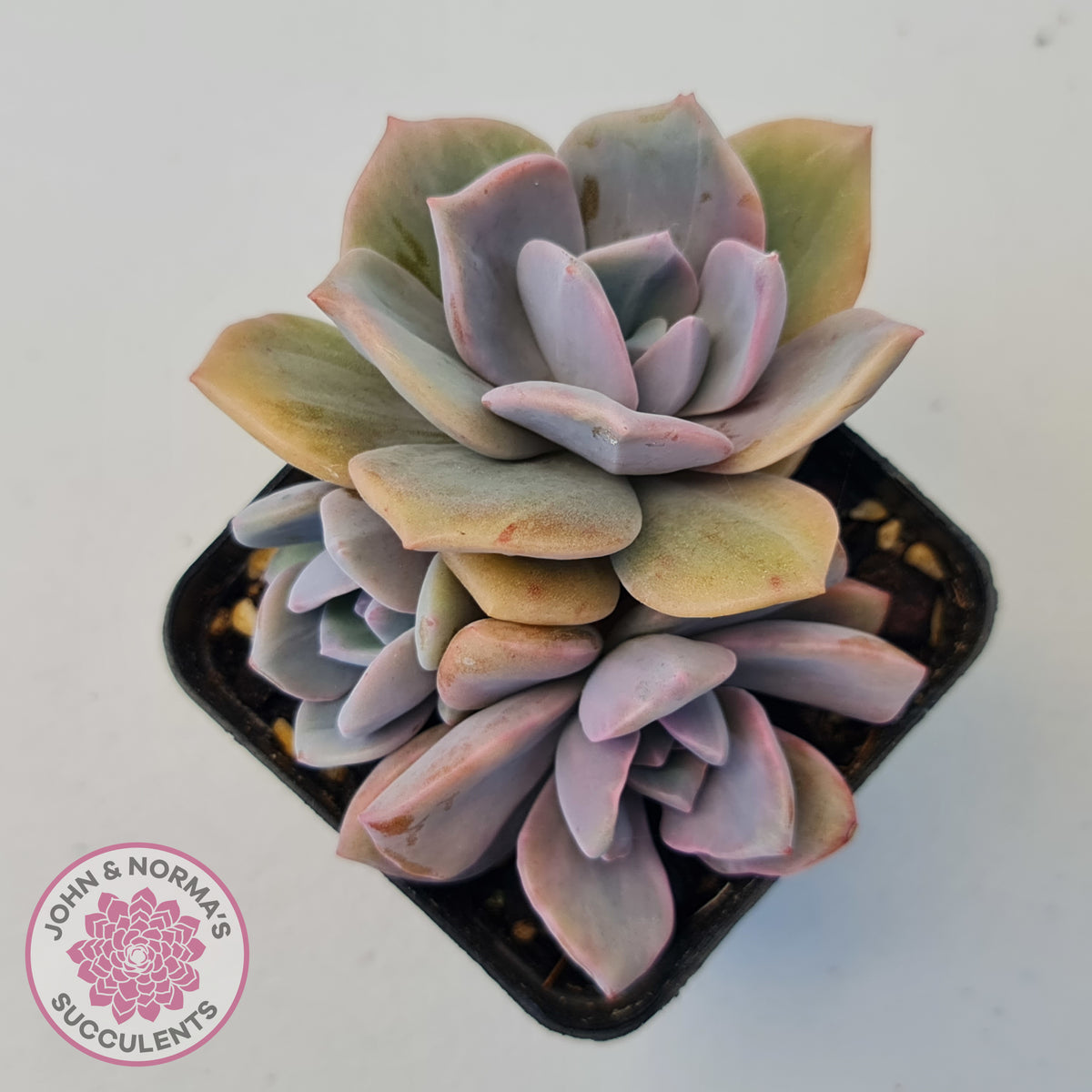 Graptoveria Mrs Richards Variegata