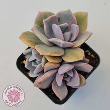 Load image into Gallery viewer, Graptoveria Mrs Richards Variegata (w pups)
