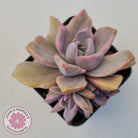 Graptoveria Mrs Richards Variegata