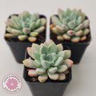 Graptoveria 'Orange Sherbert' - PKJ